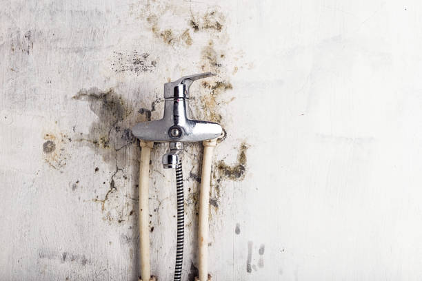 Best Toxic Mold Removal  in Ludlow, KY